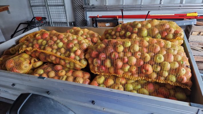 Äpfelsammeln für den Wolkener Apfelsaft – Gemeinschaftsaktion auf der Streuobstwiese