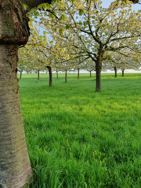 Pflege der Obstbäume in der Langen Fuhr